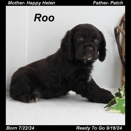 puppy, for, sale, Cocker Spaniel, Joe & Cherri  Overlease, dog, breeder, Miller, MO, dog-breeder, puppy-for-sale, forsale, nearby, find, puppyfind, locator, puppylocator, aca